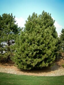 Сосна Чёрная (Pinus Nigra) купить по цене от 270.00р. в интернет-магазине «Посадика» с доставкой почтой в в Пошехоньее и по всей России – [изображение №1].