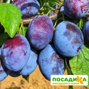 Слива Чачакская ранняя купить по цене от 229.00р. в интернет-магазине «Посадика» с доставкой почтой в в Пошехоньее и по всей России – [изображение №1].