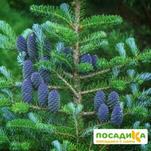 Пихта корейская (Abies koreana) купить по цене от 450.00р. в интернет-магазине «Посадика» с доставкой почтой в в Пошехоньее и по всей России – [изображение №1].