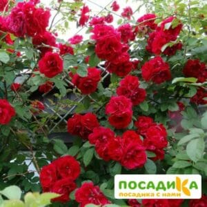 Роза плетистая Амадеус купить по цене от 399.00р. в интернет-магазине «Посадика» с доставкой почтой в в Пошехоньее и по всей России – [изображение №1].