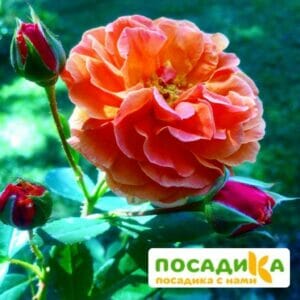 Роза Арабия купить по цене от 350.00р. в интернет-магазине «Посадика» с доставкой почтой в в Пошехоньее и по всей России – [изображение №1].