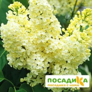 Сирень Примроуз (Primrose) купить по цене от 529.00р. в интернет-магазине «Посадика» с доставкой почтой в в Пошехоньее и по всей России – [изображение №1].