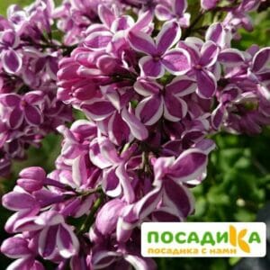 Сирень Сенсация купить по цене от 529.00р. в интернет-магазине «Посадика» с доставкой почтой в в Пошехоньее и по всей России – [изображение №1].