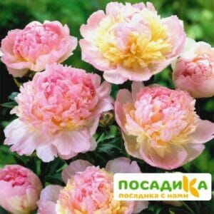 Пион Распберри Сандей (Paeonia Raspberry Sundae) купить по цене от 959р. в интернет-магазине «Посадика» с доставкой почтой в в Пошехоньее и по всей России – [изображение №1].