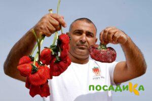 Клубника Гигант Джорнея купить по цене от 266р. в интернет-магазине «Посадика» с доставкой почтой в в Пошехоньее и по всей России – [изображение №1].