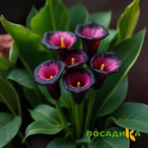 Калла Аура Лейс купить по цене от 400р. в интернет-магазине «Посадика» с доставкой почтой в в Пошехоньее и по всей России – [изображение №1].