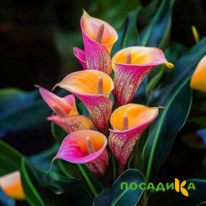 Калла Оникс купить по цене от 450р. в интернет-магазине «Посадика» с доставкой почтой в в Пошехоньее и по всей России – [изображение №1].