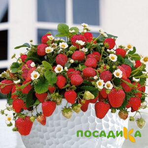 Клубника Рубиновый Шепот (горшечная) купить по цене от 240р. в интернет-магазине «Посадика» с доставкой почтой в в Пошехоньее и по всей России – [изображение №1].