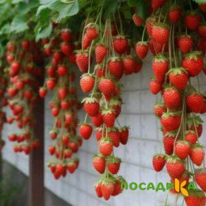 Клубника вьющаяся Комплимент купить по цене от 470р. в интернет-магазине «Посадика» с доставкой почтой в в Пошехоньее и по всей России – [изображение №1].
