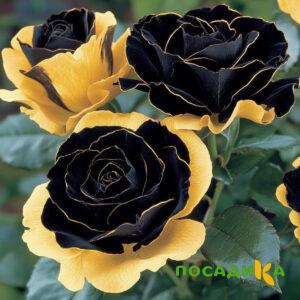 Роза Ханни Сикл купить по цене от 700р. в интернет-магазине «Посадика» с доставкой почтой в в Пошехоньее и по всей России – [изображение №1].