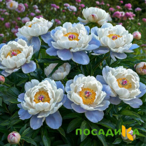 Пион акварельный Этюд купить по цене от 806р. в интернет-магазине «Посадика» с доставкой почтой в в Пошехоньее и по всей России – [изображение №1].
