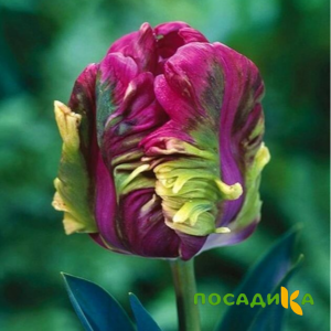 Тюльпан Экзотик Хэвен купить по цене от 186р. в интернет-магазине «Посадика» с доставкой почтой в в Пошехоньее и по всей России – [изображение №1].