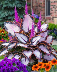 Хоста Кримэн Дрим купить по цене от 549р. в интернет-магазине «Посадика» с доставкой почтой в в Пошехоньее и по всей России – [изображение №1].