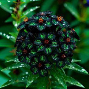 Флокс Ривьера купить по цене от 299р. в интернет-магазине «Посадика» с доставкой почтой в в Пошехоньее и по всей России – [изображение №1].