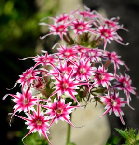 Флокс Метельчатый Путь купить по цене от 456р. в интернет-магазине «Посадика» с доставкой почтой в в Пошехоньее и по всей России – [изображение №1].