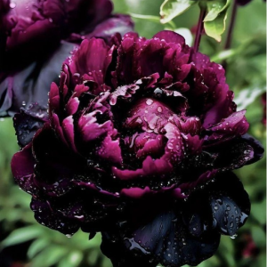 Пион Темный Сад купить по цене от 421р. в интернет-магазине «Посадика» с доставкой почтой в в Пошехоньее и по всей России – [изображение №1].