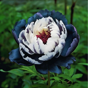 Пион Древовидный Инь-Янь купить по цене от 419р. в интернет-магазине «Посадика» с доставкой почтой в в Пошехоньее и по всей России – [изображение №1].