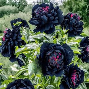 Пион древовидный Сердце Афродиты купить по цене от 600р. в интернет-магазине «Посадика» с доставкой почтой в в Пошехоньее и по всей России – [изображение №1].