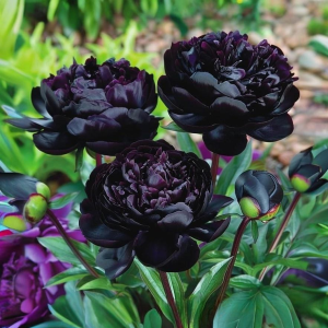 Пион Королевский Бархат купить по цене от 419р. в интернет-магазине «Посадика» с доставкой почтой в в Пошехоньее и по всей России – [изображение №1].