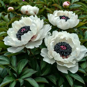 Пион Инк Эн купить по цене от 429р. в интернет-магазине «Посадика» с доставкой почтой в в Пошехоньее и по всей России – [изображение №1].