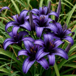 Лилейник Блю Айрис купить по цене от 324р. в интернет-магазине «Посадика» с доставкой почтой в в Пошехоньее и по всей России – [изображение №1].