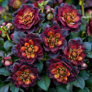 Морозник Сноу Дроп купить по цене от 348р. в интернет-магазине «Посадика» с доставкой почтой в в Пошехоньее и по всей России – [изображение №1].