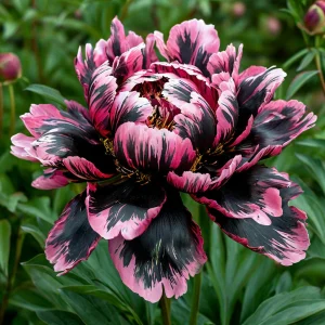 Пион Дроп Руби купить по цене от 469р. в интернет-магазине «Посадика» с доставкой почтой в в Пошехоньее и по всей России – [изображение №1].