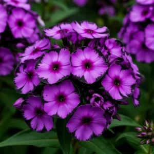 Флокс Клауд Шарм купить по цене от 299р. в интернет-магазине «Посадика» с доставкой почтой в в Пошехоньее и по всей России – [изображение №1].