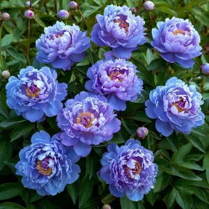 Пион Голубой лотос купить по цене от 590р. в интернет-магазине «Посадика» с доставкой почтой в в Пошехоньее и по всей России – [изображение №1].