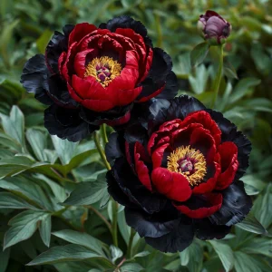 Пион Эбеновый Рубин купить по цене от 419р. в интернет-магазине «Посадика» с доставкой почтой в в Пошехоньее и по всей России – [изображение №1].