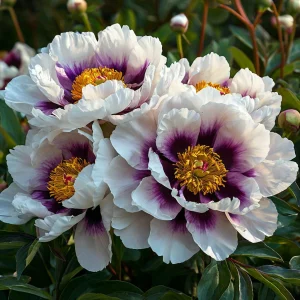 Пион Эко Саммер купить по цене от 548р. в интернет-магазине «Посадика» с доставкой почтой в в Пошехоньее и по всей России – [изображение №1].