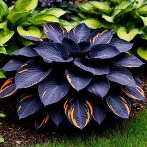 Хоста Умбра купить по цене от 349р. в интернет-магазине «Посадика» с доставкой почтой в в Пошехоньее и по всей России – [изображение №1].