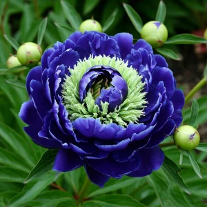 Пион Дримвивер купить по цене от 417р. в интернет-магазине «Посадика» с доставкой почтой в в Пошехоньее и по всей России – [изображение №1].