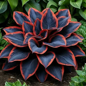 Хоста Солнечный Агат купить по цене от 440р. в интернет-магазине «Посадика» с доставкой почтой в в Пошехоньее и по всей России – [изображение №1].