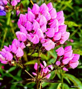 Флокс Бутоник купить по цене от 461р. в интернет-магазине «Посадика» с доставкой почтой в в Пошехоньее и по всей России – [изображение №1].