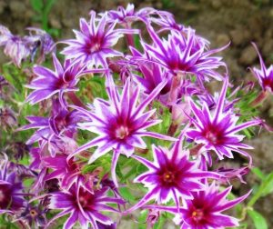 Флокс Звездное Кружево купить по цене от 361р. в интернет-магазине «Посадика» с доставкой почтой в в Пошехоньее и по всей России – [изображение №1].