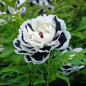 Пион Монохромный Шик купить по цене от 429р. в интернет-магазине «Посадика» с доставкой почтой в в Пошехоньее и по всей России – [изображение №1].