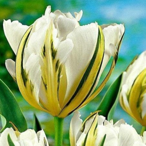 Тюльпан Экзотик Пуруссима купить по цене от 305р. в интернет-магазине «Посадика» с доставкой почтой в в Пошехоньее и по всей России – [изображение №1].