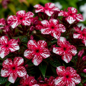 Флокс Ливер Гриммер купить по цене от 590р. в интернет-магазине «Посадика» с доставкой почтой в в Пошехоньее и по всей России – [изображение №1].