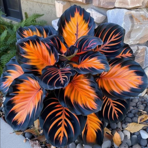 Хоста Сикрет Форест купить по цене от 601р. в интернет-магазине «Посадика» с доставкой почтой в в Пошехоньее и по всей России – [изображение №1].