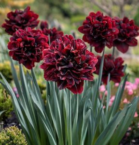 Нарцисс Малиновая Вуаль купить по цене от 3000р. в интернет-магазине «Посадика» с доставкой почтой в в Пошехоньее и по всей России – [изображение №1].