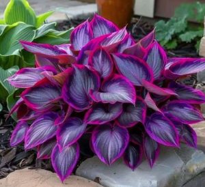 Хоста Сикрет Гарденс купить по цене от 549р. в интернет-магазине «Посадика» с доставкой почтой в в Пошехоньее и по всей России – [изображение №1].